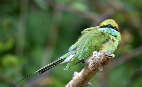Green bee-eater