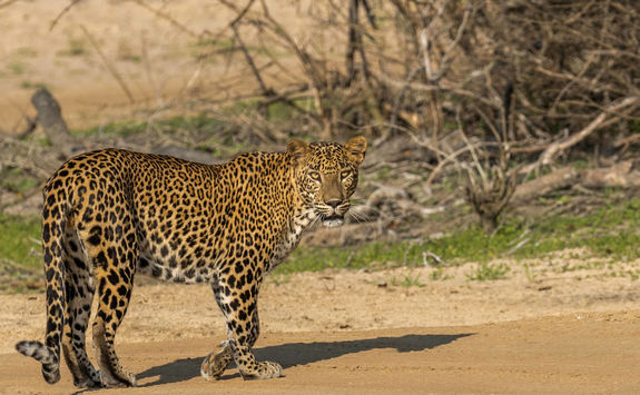 Leopard in Yala Park