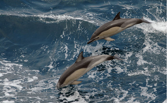 Dolphins