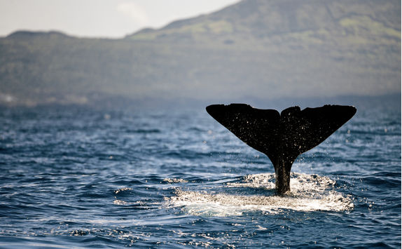 Whale