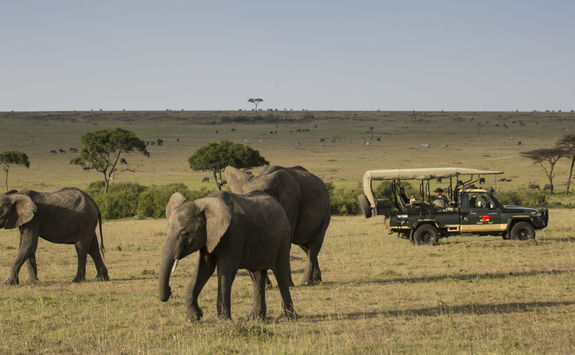 Elephant Pepper Camp game drive