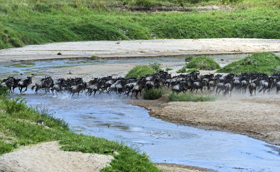 Wildebeest crossing the river
