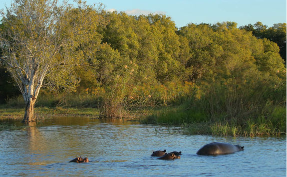 Hippos in the Zambezi river