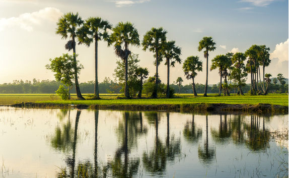 chau doc palms