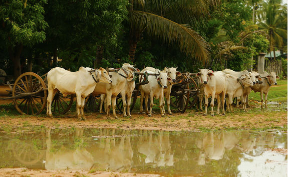 ox carts