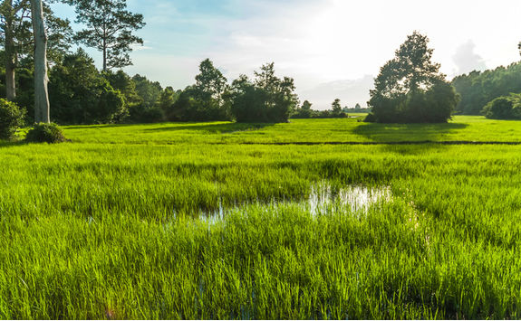 siem reap rice paddy