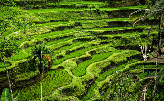 rice terraces