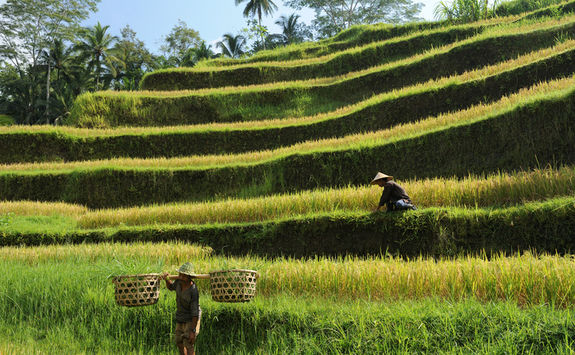 farmers rice terraces