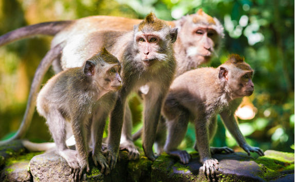 monkey forest