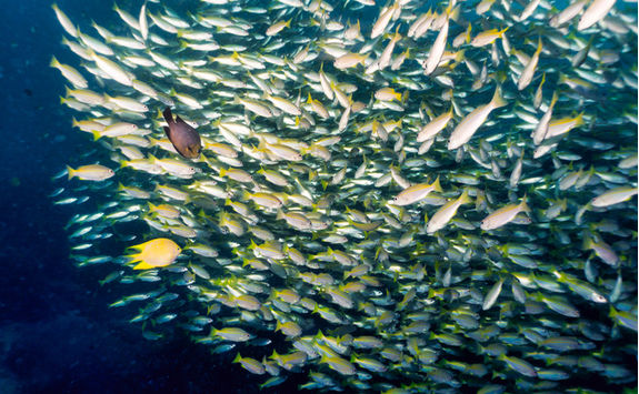snapper school
