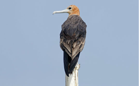 lesser frigatebird
