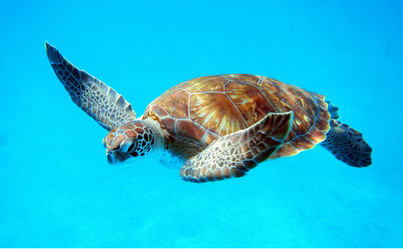 loggerhead turtle