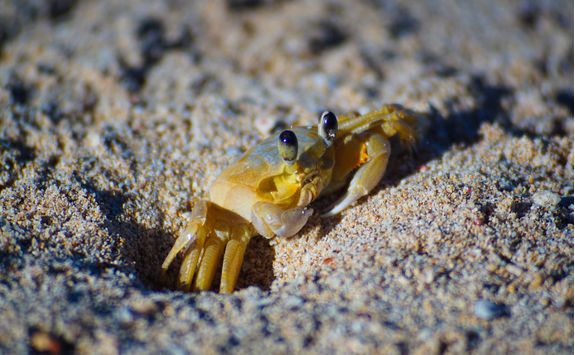 yellow sand crab