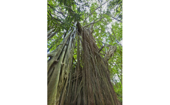 bearded fig tree