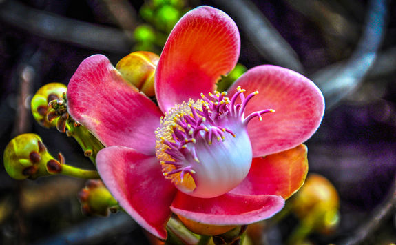 botanical flower