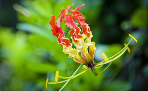 gloriosa lily stock