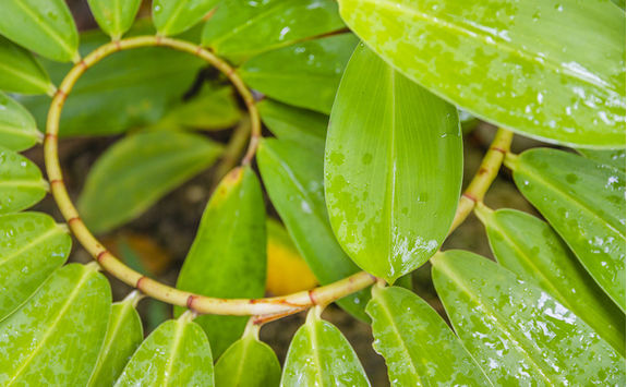 green spiral plant