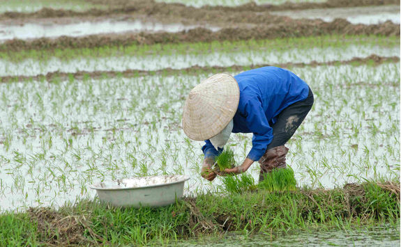 Working at a rice field in Vietnam