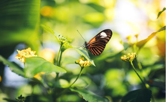 butterfly on a flower