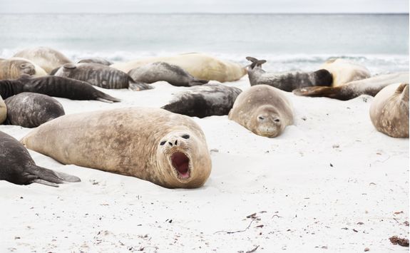 elephant seals on snow
