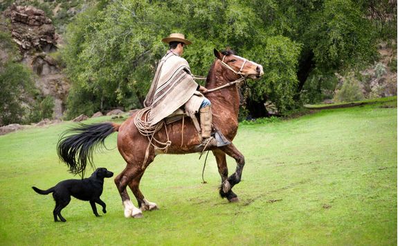 profile of cowboy riding a horse