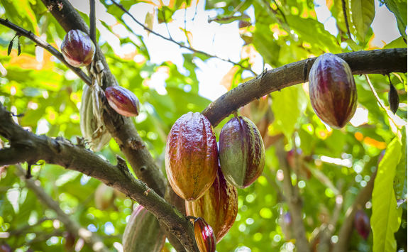 Cocoa growing in the Caraibbean
