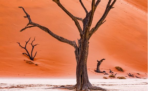 dead camel thrin trees