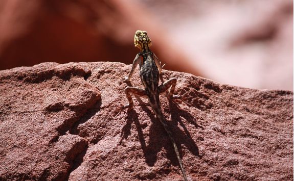 agama climbs on rock