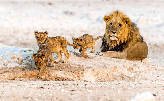 african lion family