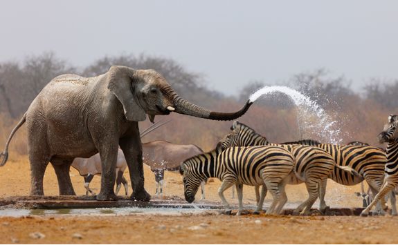 elephant spraying zebra with water