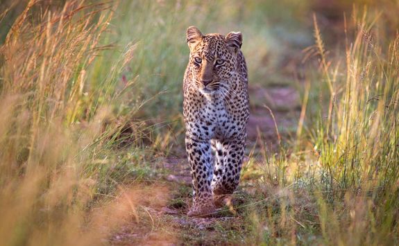 approching leopard