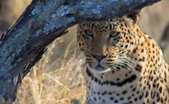 staring leopard
