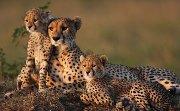cheetah family