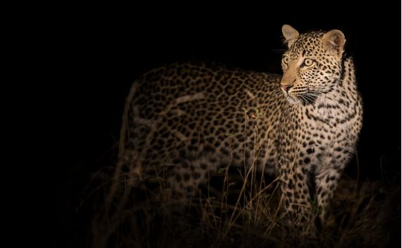 leopard walking in darkness