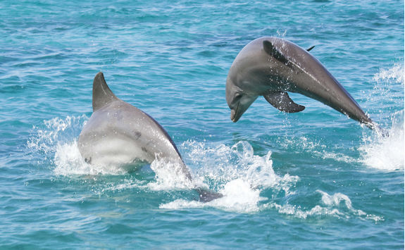 Playful bottle-nosed dolphins