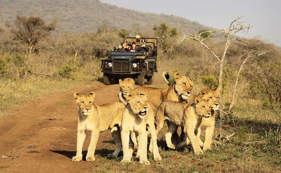 Thanda game drive with lions