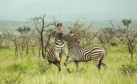 Thanda zebra