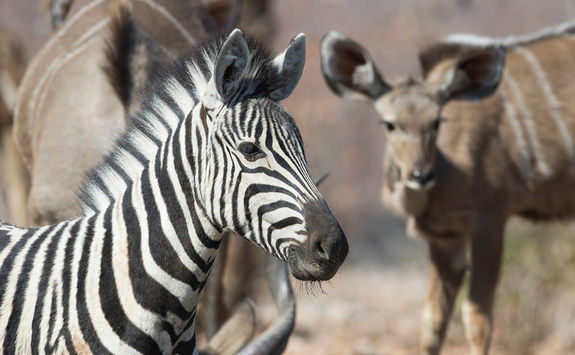 Zebra at Ongava
