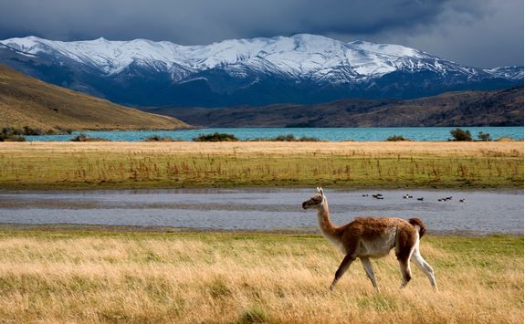 guanaco at laguna azul