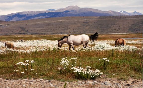 horses eating in meadow