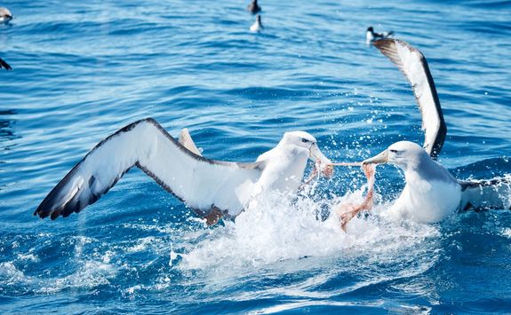 fighting albatross