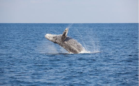 humpback whale breach
