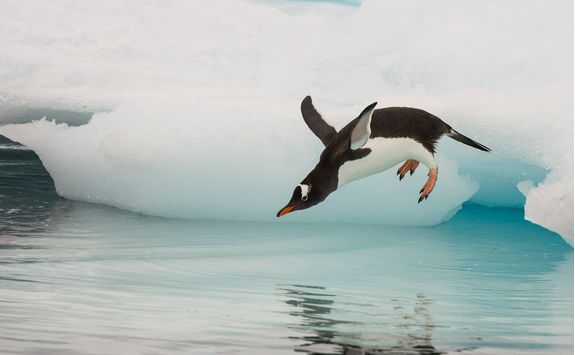 gentoo penguin jumping in water