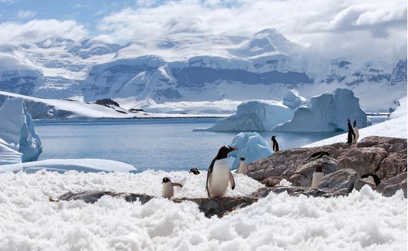 home of penguins