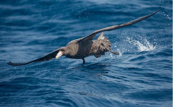 southern giant petrel taking off