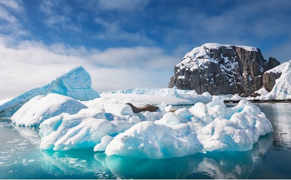 weddell seals rest on an iceberg
