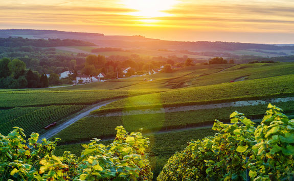 Champagne vineyards at sunset