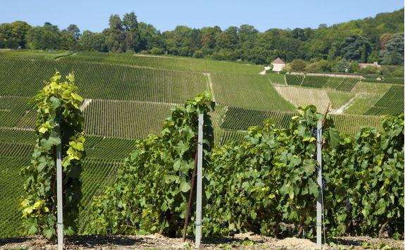 Vineyards in Hautvillers