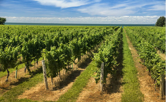 Wine vineyard on a sunny day