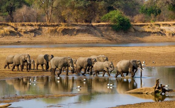 Elephant herd crossing river